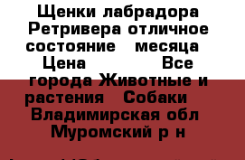 Щенки лабрадора Ретривера отличное состояние 2 месяца › Цена ­ 30 000 - Все города Животные и растения » Собаки   . Владимирская обл.,Муромский р-н